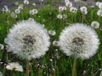 Löwenzahn / Pusteblume
