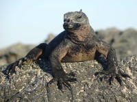 Galapagos Meerechse / Marine Iguana [1920x1440 | 4:3]