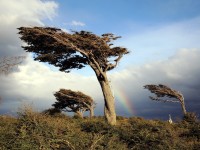 Patagonien Windflüchter / Windswept Tree [2000x1500 | 4:3]